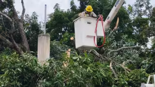 Personal de la Comisión Federal de Electricidad llegó al lugar.