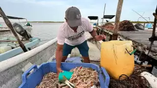 Pobladores aprovecharon la arribazón de esa especie por las lluvias y acudieron a capturarla