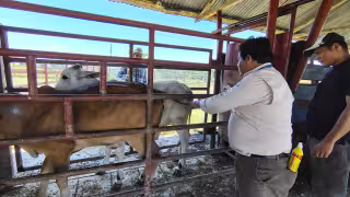 Gusano barrenador mantiene 45 casos activos en Campeche