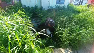 Rescatan a un perrito luego de caer en el sumidero de una casa abandonada en Tizimín