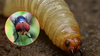 ¿Qué pasa con los animalitos en Campeche? Una mosca los está enfermando