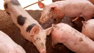 La expansión de la peste porcina africana mantiene en alerta a Europa