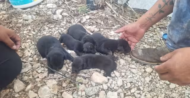 Bomberos combaten incendio que consumió un área de maleza en el Fracc. Piedra de Agua, Umán