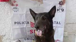  Agente canino  ayuda a decomisar mariguana en  Campeche    