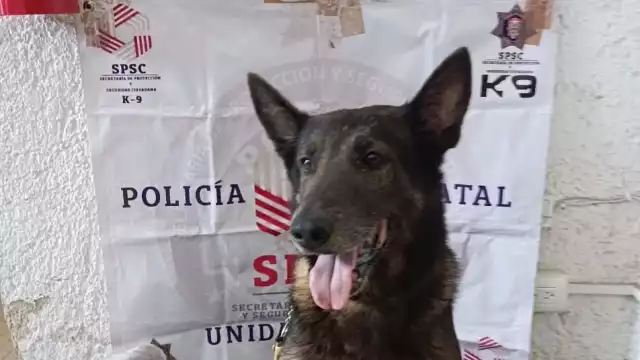 El agente canino se ha convertido en un gran aliado contra el crimen