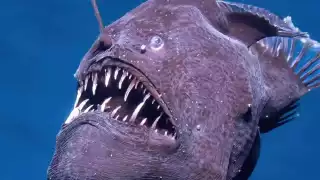 ¿Cuánto llega a medir un Pez Diablo como el que murió al llegar a la superficie y qué tan peligroso es?