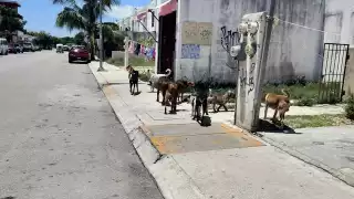 Hasta 10 reportes diarios por maltrato animal en Playa del Carmen