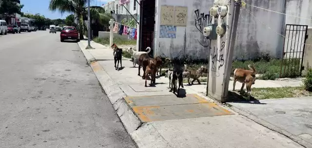 Centro de Control Animal ofrece 120 perros en adopción tras denuncias de maltrato