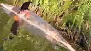 Otro cadáver de delfín fue encontrado en las aguas del Río Hondo.