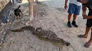 Atrapan a dos cocodrilos que deambulaban en calles de Río Lagartos
