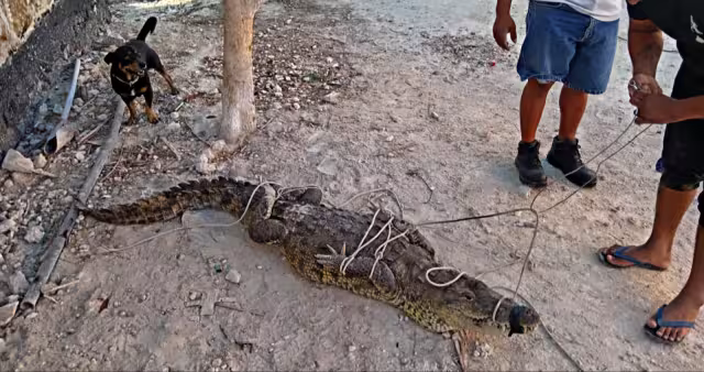 Dos saurios que deambulaban por la zona urbana fueron capturados para evitar cualquier incidente