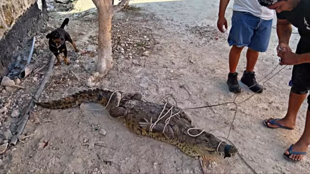 Dos saurios que deambulaban por la zona urbana fueron capturados para evitar cualquier incidente
