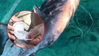 Se cree que el pez habría confundido el vaso con alimento, exponiendo así el nivel de contaminación