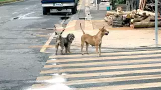 Más de 10 personas  en dos meses fueron sancionadas por maltrato animal en Cozumel