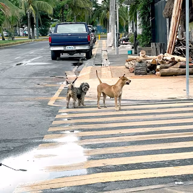 El subdirector de Salud en Quintana Roo destacó que se implementaron operativos para atender los reportes y se busca promover la tenencia responsable