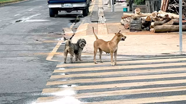 El subdirector de Salud en Quintana Roo destacó que se implementaron operativos para atender los reportes y se busca promover la tenencia responsable