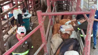 Campeche mantiene 34 casos activos de miasis por gusano barrenador