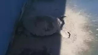 Los ambientalistas señalan que reducir la contaminación lumínica es una buena estrategia para proteger a las tortugas