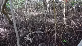 Plagas, desarrollo urbano y cambio climático destruyen más de ocho mil hectáreas de manglar en la Península de Atasta