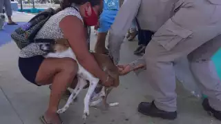 ¿Dónde vacunarán gratis a perros y gatos en Campeche este 11 de diciembre? Consulta las sedes y horarios