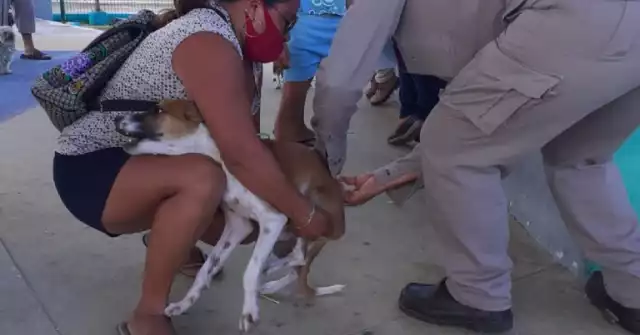 Las autoridades piden llevar a perros y gatos con correa, transportadora o caja segura para evitar incidentes.