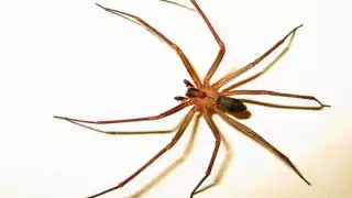 ¿Cuándo es la temporada de arañas violinistas en México y cómo eliminarlas?