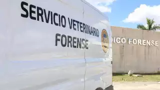 Los perros fueron envenenados con alimento en Chicxulub