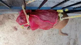 Hombre termina hospitalizado tras ser atacado por su propio perro en Motul    