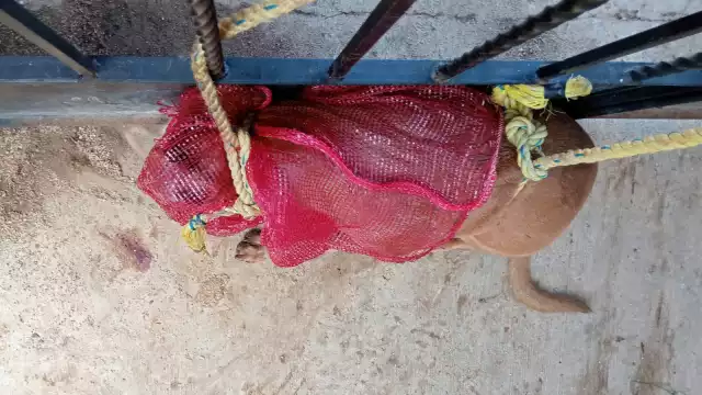 “Coffi” quedó bajo resguardo de las autoridades, que se encargarán de las diligencias correspondientes para determinar el destino del animal