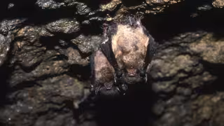 Las cuevas garantizan la reproducción y supervivencia de diversas especies de murciélagos
