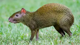 El "Sereque", el Capibara Campechano