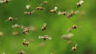 Los reportes de picaduras de abejas en Yucatán han aumentado 430%