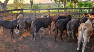 Animales fueron hallados en una zona despoblada del municipio.