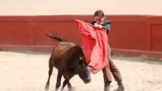 Particularmente en Cozumel, Felipe Carrillo Puerto y José María Morelos se realizan eventos donde maltratan a los animales,