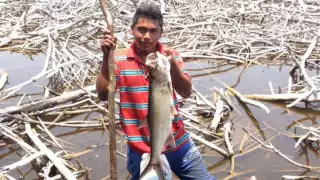 Precio de la mojarra se dispara en Sabancuy; a 85 pesos el kilogramo 