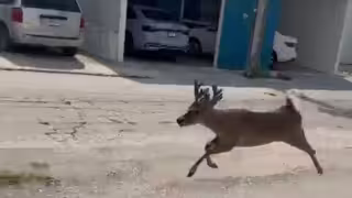 Venado desorientado moviliza a cuerpos de emergencia en Ciudad del Carmen
