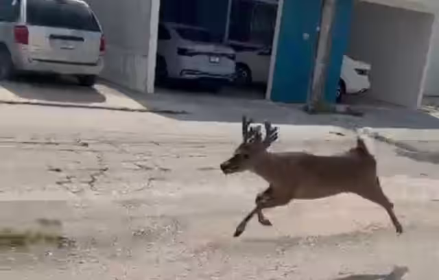 Protección Civil rescata a venado en fraccionamiento Mundo Maya