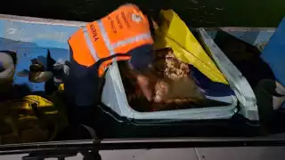 Decomisan caracol y mero por su captura ilegal en Progreso; hay cuatro detenidos