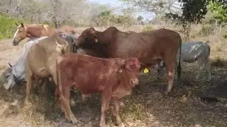 Ganaderos revisarán a sus animales ante la presencia del parásito en la frontera guatemalteca