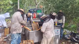 Frentes fríos perjudican la floración del tajonal y la cosecha de miel en Tizimín