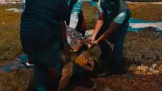 Rescatan con éxito a tortuga caguama de más de 100 kilogramos varada en  Cozumel