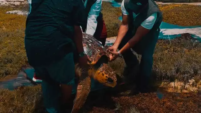 La tortuga se encontraba en buen estado de salud y fue liberada sin problemas