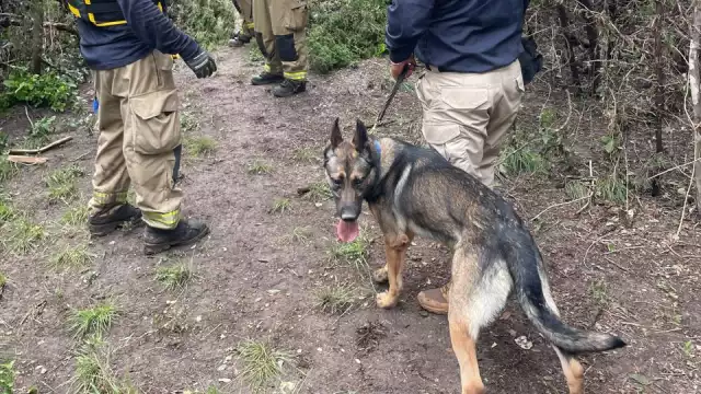 Unidad Canina K9 de la Fiscalía General del Estado de Michoacán.
