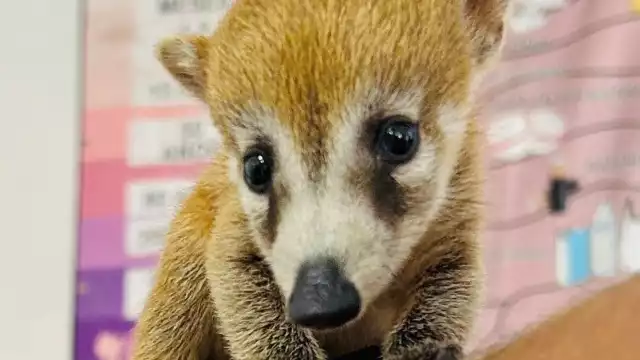 La Profepa será quien se encargue de determinar la situación del ejemplar