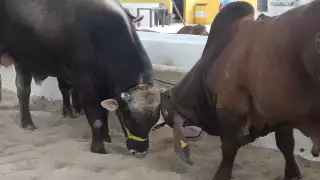 Intensifican el cerco sanitario en municipios ganaderos de Yucatán para prevenir el gusano barrenador