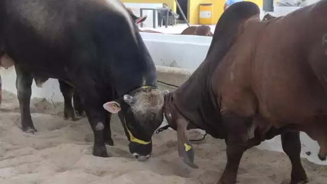 La plaga ha superado los mil casos; 80 están activos