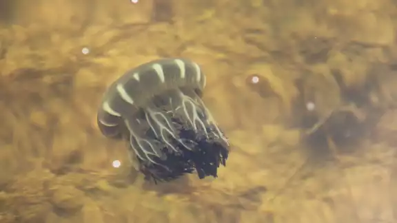 Marineros reportan que el aumento de aguamalas en la ría ha desplazado a crustáceos y peces