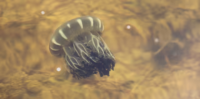 Marineros reportan que el aumento de aguamalas en la ría ha desplazado a crustáceos y peces