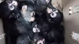   Víctimas del tráfico ilegal: rescatan a nueve crías de mono araña en Tabasco, detienen a dos implicados   