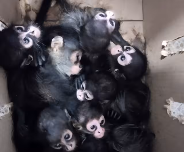 Debido a la forma en que eran transportados, algunos ejemplares presentaban lesiones